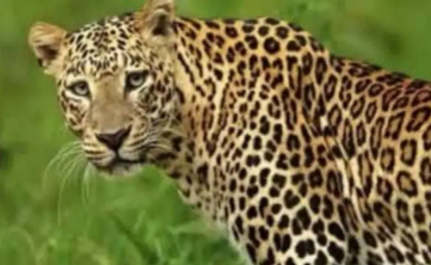 13-Year-Old Girl Killed by Leopard in Tehri Hindaon Area, Sparking Outrage Among Residents